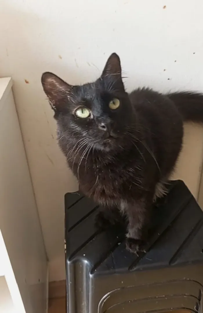 Gato raça SRD-ViraLata idade 1 ano nome MORFEU