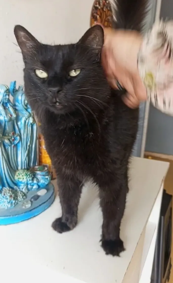 Gato raça SRD-ViraLata idade 1 ano nome MORFEU