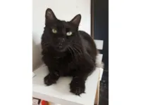 Gato raça SRD-ViraLata idade 1 ano nome MORFEU