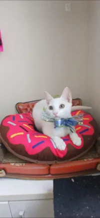 Gato raça SRD-ViraLata idade 2 a 6 meses nome AMY