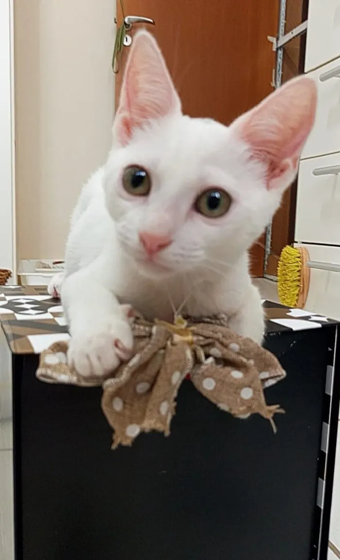 Gato raça SRD-ViraLata idade 2 a 6 meses nome AMY