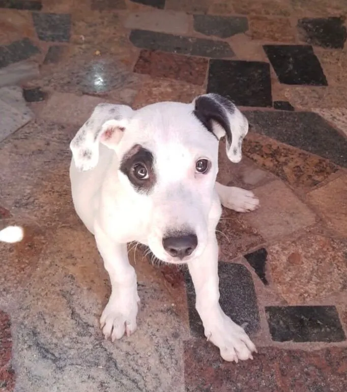 Cachorro raça SRD-ViraLata idade 2 a 6 meses nome Lindinha 