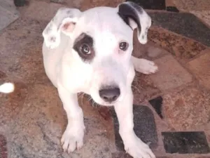 Cachorro raça SRD-ViraLata idade 2 a 6 meses nome Lindinha 