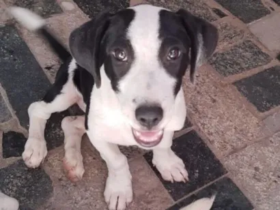 Cachorro raça SRD-ViraLata idade 2 a 6 meses nome Wandinha 