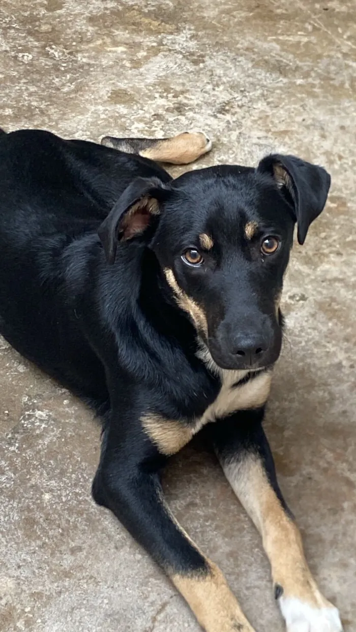 Cachorro raça SRD-ViraLata idade 7 a 11 meses nome Theo