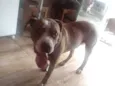 Cachorro raça Pit-Bull idade 1 ano nome Feioso