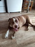Cachorro raça Pit-Bull idade 1 ano nome Feioso