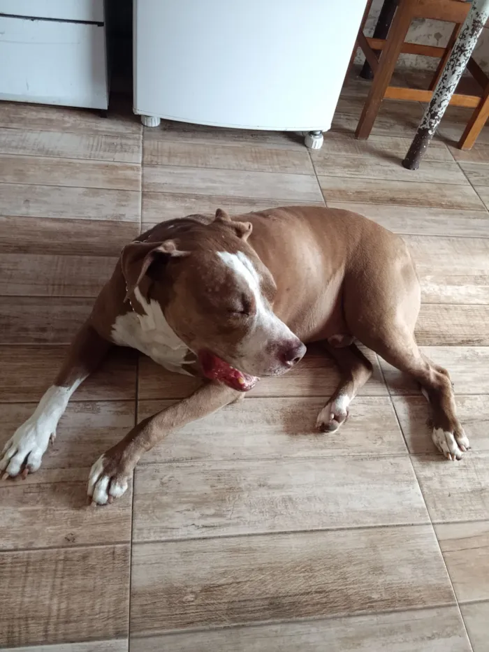 Cachorro raça Pit-Bull idade 1 ano nome Feioso