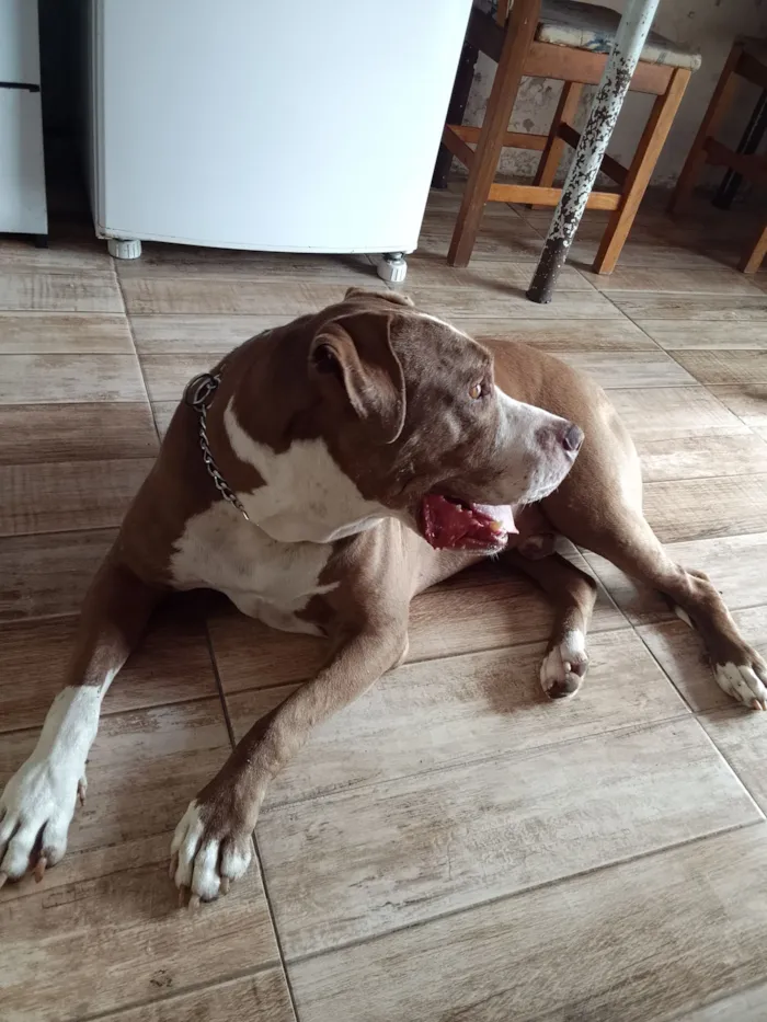 Cachorro raça Pit-Bull idade 1 ano nome Feioso