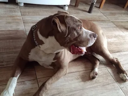Cachorro raça Pit-Bull idade 1 ano nome Feioso