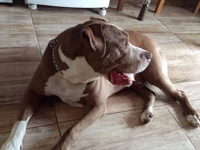 Cachorro raça Pit-Bull idade 1 ano nome Feioso