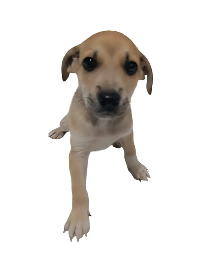 Cachorro raça SRD-ViraLata idade 2 a 6 meses nome Lobinho 