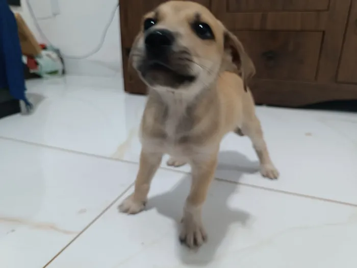 Cachorro raça SRD-ViraLata idade 2 a 6 meses nome Lobinho 