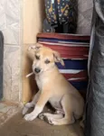 Cachorro raça SRD-ViraLata idade 2 a 6 meses nome Lobinho 
