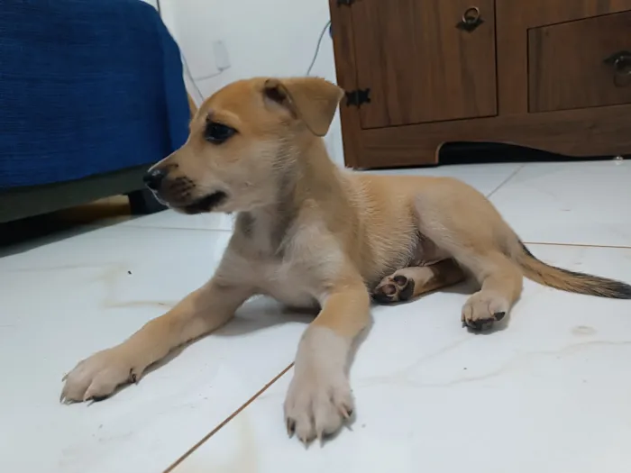 Cachorro raça SRD-ViraLata idade 2 a 6 meses nome Lobinho 