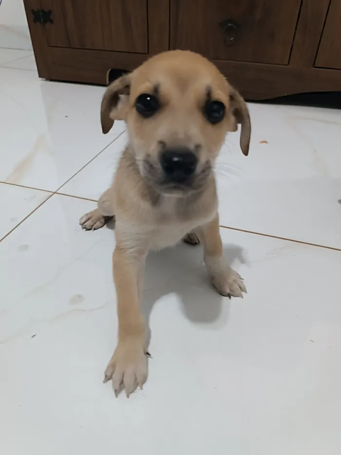 Cachorro raça SRD-ViraLata idade 2 a 6 meses nome Lobinho 