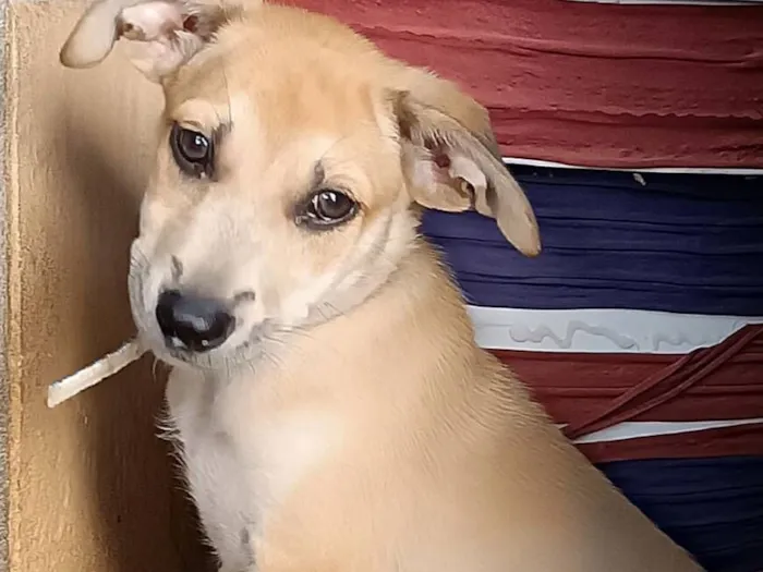 Cachorro raça SRD-ViraLata idade 2 a 6 meses nome Lobinho 