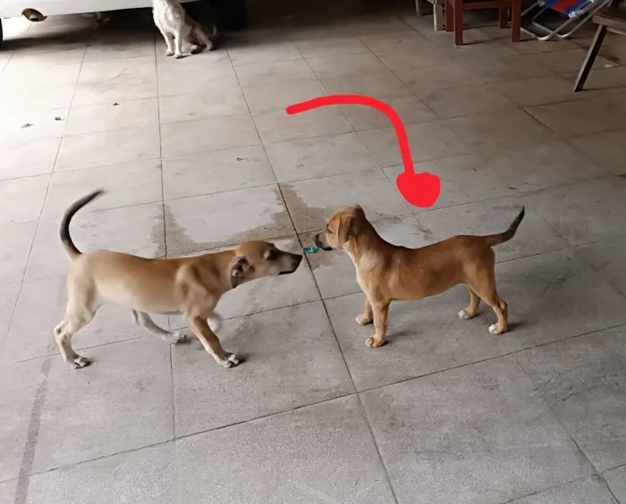 Cachorro raça SRD-ViraLata idade 2 a 6 meses nome General 