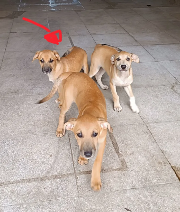 Cachorro raça SRD-ViraLata idade 2 a 6 meses nome General 