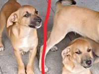 Cachorro raça SRD-ViraLata idade 2 a 6 meses nome General 