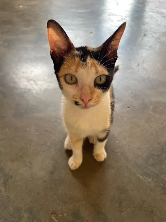 Gato raça SRD-ViraLata idade 7 a 11 meses nome Pedrinho e tigrinha