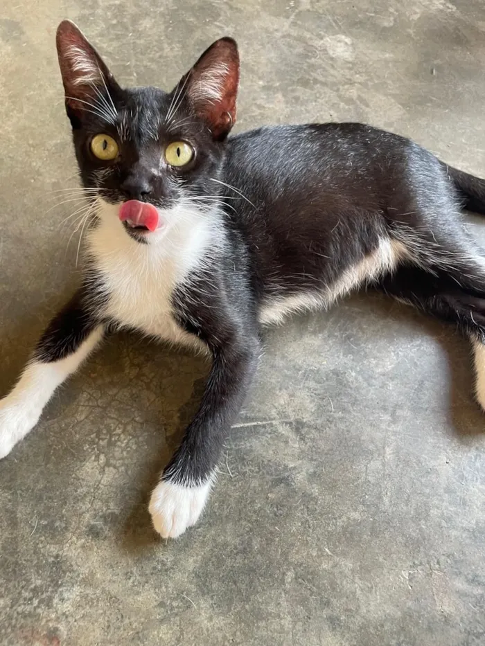 Gato raça SRD-ViraLata idade 7 a 11 meses nome Pedrinho e tigrinha