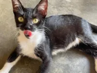Gato raça SRD-ViraLata idade 7 a 11 meses nome Pedrinho e tigrinha