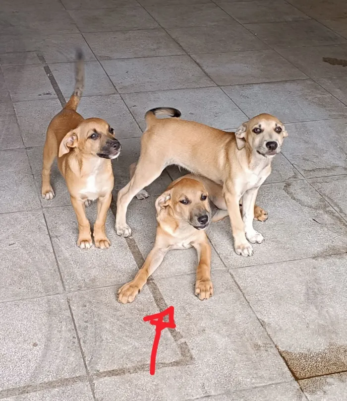Cachorro raça SRD-ViraLata idade 2 a 6 meses nome Nininha 