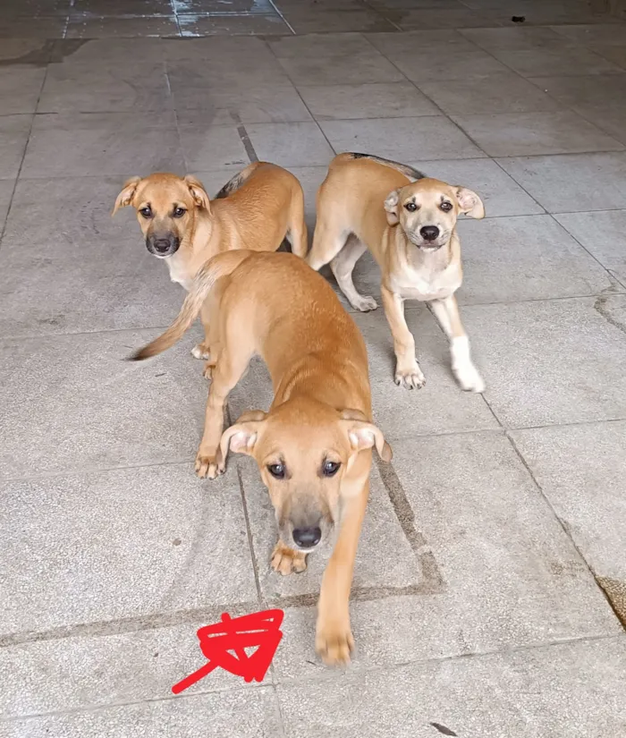 Cachorro raça SRD-ViraLata idade 2 a 6 meses nome Nininha 