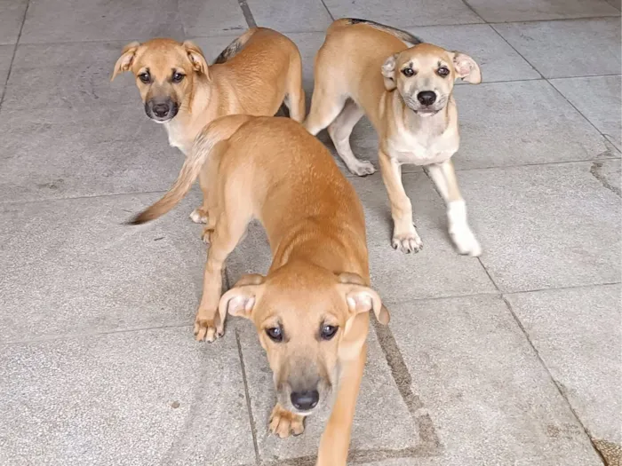 Cachorro raça SRD-ViraLata idade 2 a 6 meses nome Nininha 