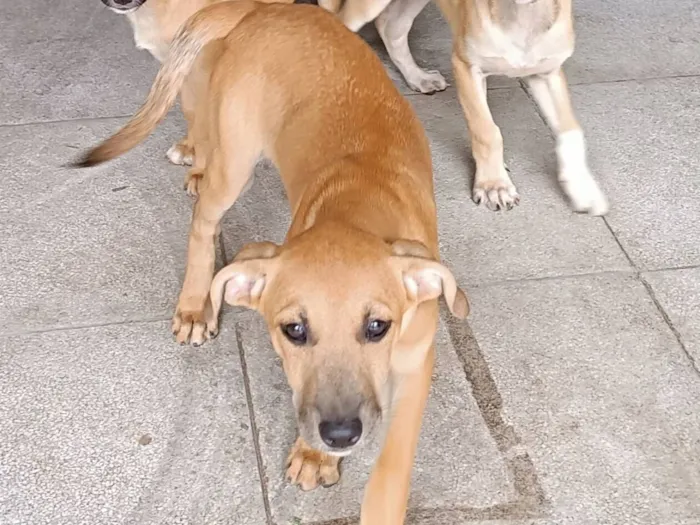 Cachorro raça SRD-ViraLata idade 2 a 6 meses nome Nininha 