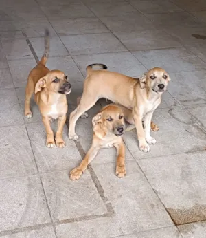 Cachorro raça SRD-ViraLata idade 2 a 6 meses nome Nininha, Lobinho e General 