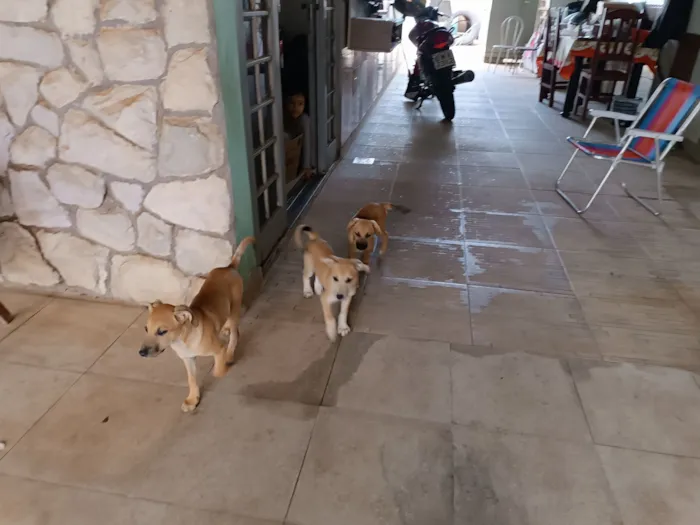 Cachorro raça SRD-ViraLata idade 2 a 6 meses nome Nininha, Lobinho e General 