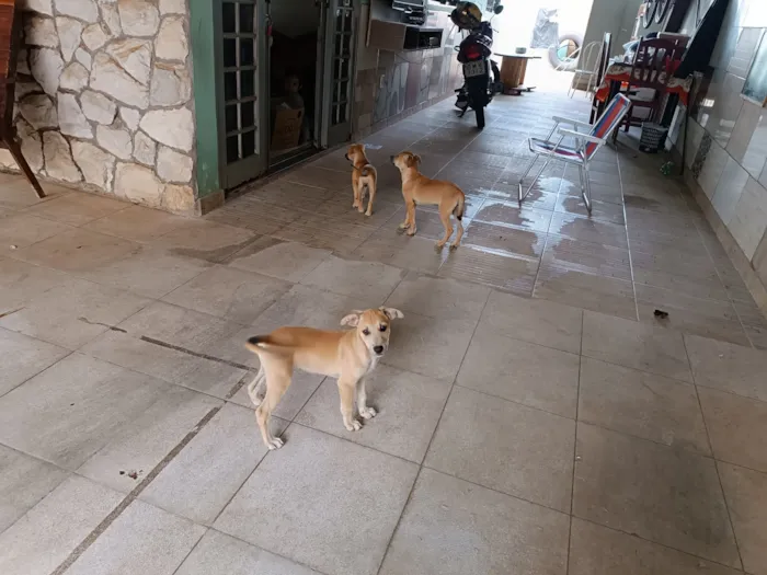 Cachorro raça SRD-ViraLata idade 2 a 6 meses nome Nininha, Lobinho e General 