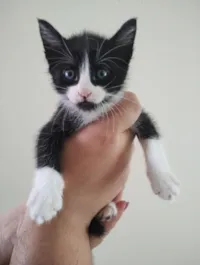 Gato raça SRD-ViraLata idade 2 a 6 meses nome Sem nome