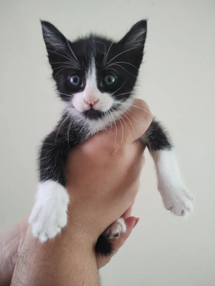 Gato raça SRD-ViraLata idade 2 a 6 meses nome Sem nome