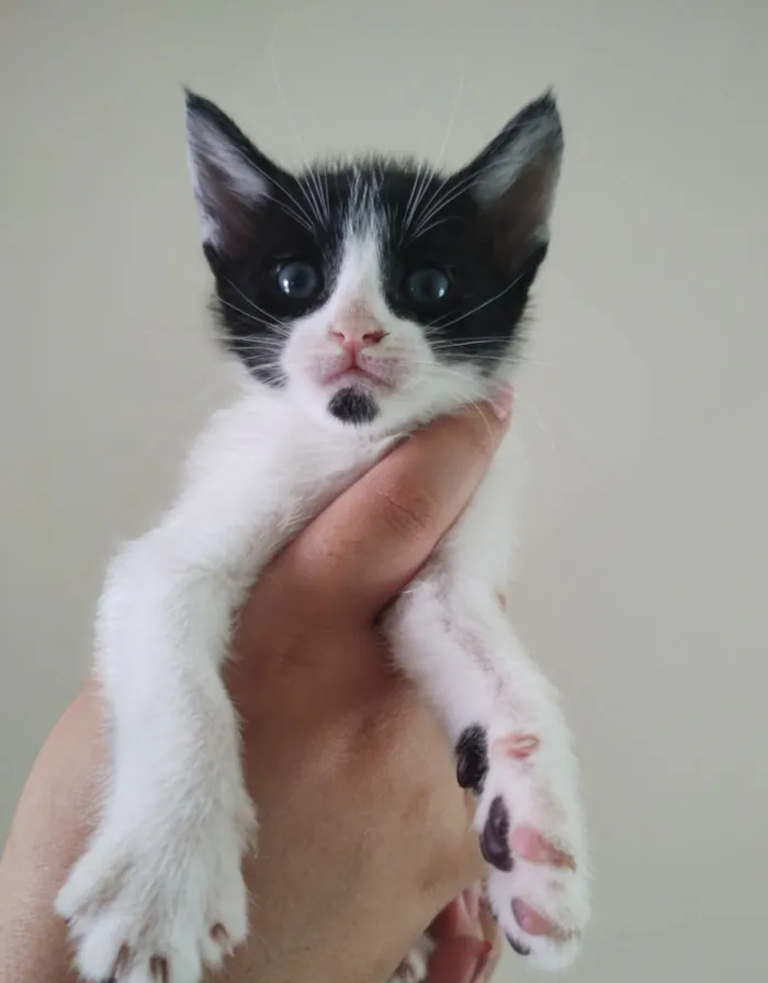 Gato raça SRD-ViraLata idade 2 a 6 meses nome Sem nome