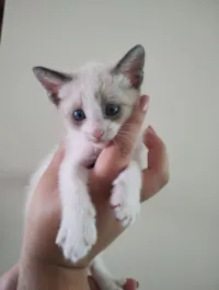 Gato raça SRD-ViraLata idade 2 a 6 meses nome Sem nome 