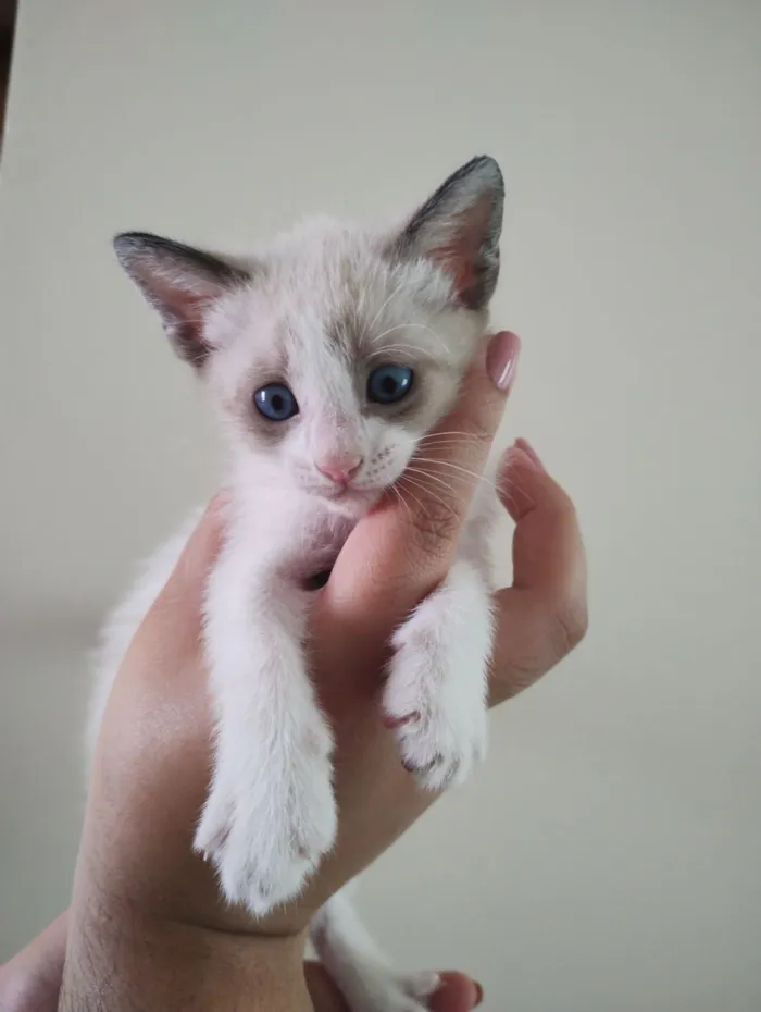 Gato raça SRD-ViraLata idade 2 a 6 meses nome Sem nome 