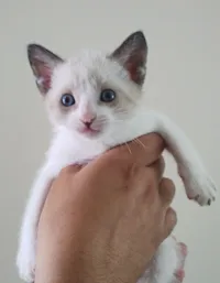 Gato raça SRD-ViraLata idade 2 a 6 meses nome Sem nome 