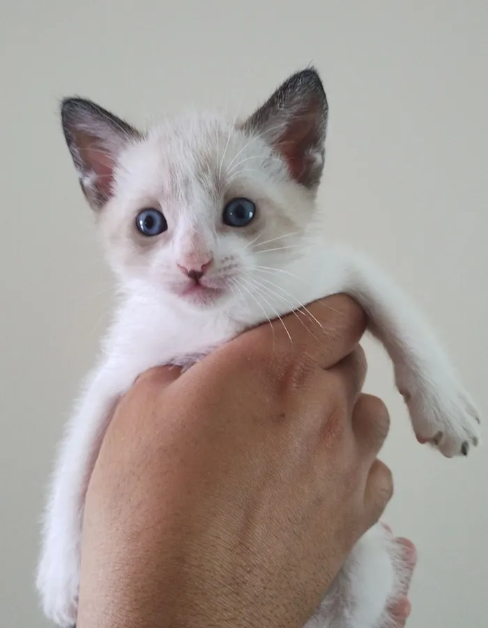 Gato raça SRD-ViraLata idade 2 a 6 meses nome Sem nome 