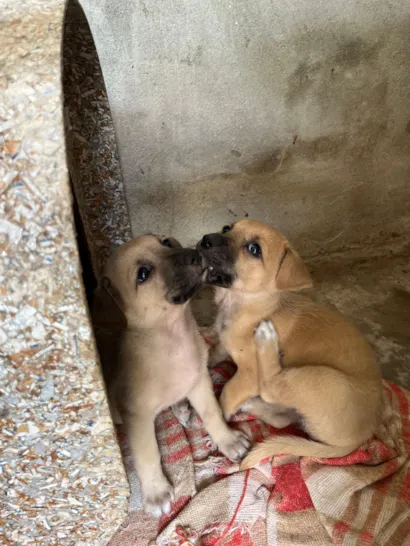 Cachorro raça SRD-ViraLata idade Abaixo de 2 meses nome Filhote 1 e 2