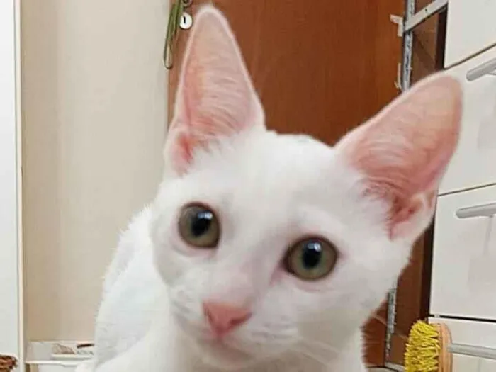 Gato raça SRD-ViraLata idade 2 a 6 meses nome AMY