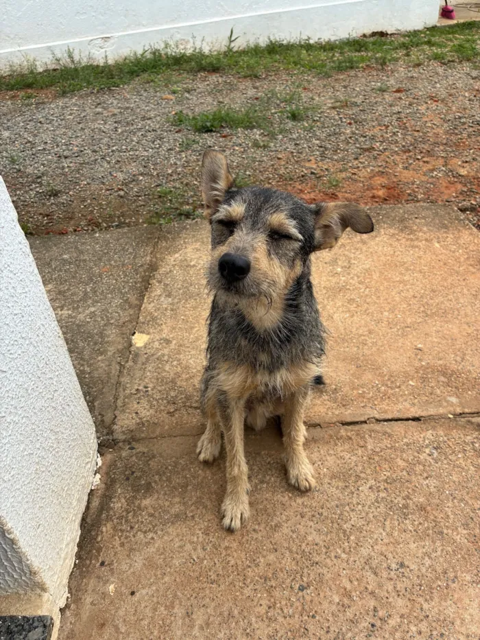 Cachorro raça SRD-ViraLata idade 1 ano nome Fiapito 