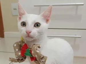 Gato raça SRD-ViraLata idade 2 a 6 meses nome AMY