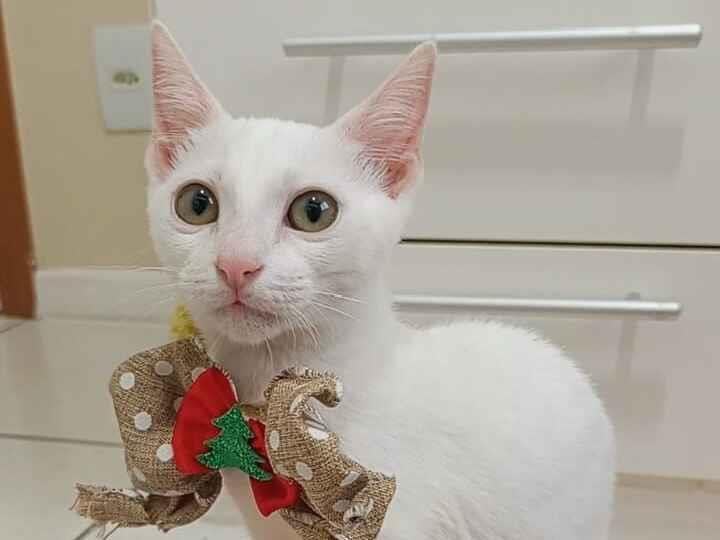Gato raça SRD-ViraLata idade 2 a 6 meses nome AMY