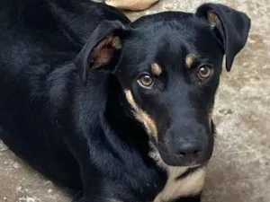 Cachorro raça SRD-ViraLata idade 7 a 11 meses nome Theo