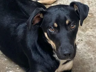 Cachorro raça SRD-ViraLata idade 7 a 11 meses nome Theo