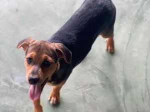 Cachorro raça SRD-ViraLata idade 2 a 6 meses nome Bruce