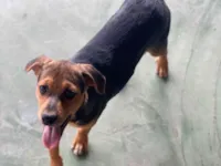 Cachorro raça SRD-ViraLata idade 2 a 6 meses nome Bruce